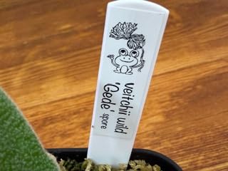 Amazon｜frog_yamato【veitchii wild Gede】トキントキン ベイチー ゲ